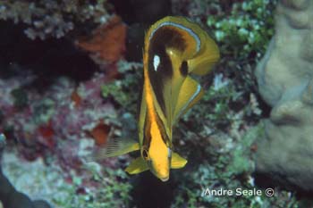 UW218-6 (butterflyfish)Andre Seale